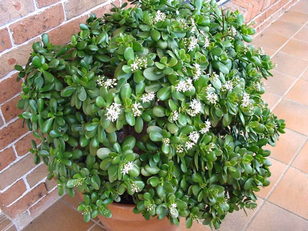  Cây ngọc bích có khả năng chịu hạn tương đối tốt và không cần tưới nước thường xuyên. Cây cảnh này dễ chăm sóc và phù hợp với nhiều đối tượng trồng. Cây cảnh "kiếm tiền" trong sân không chỉ là một loại cây mà còn là biểu tượng của văn hóa và tình cảm. 