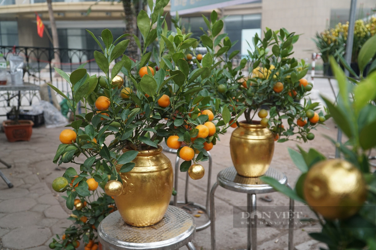 Cây quất thích nhiều ánh sáng mặt trời. Khi cây ra quả vào mùa đông, toàn bộ cây đều có màu vàng, không chỉ mang ý nghĩa tốt lành mà còn tạo thêm không khí lễ hội cho sân vườn, khiến mọi người khi nhìn thấy đều vui vẻ. 