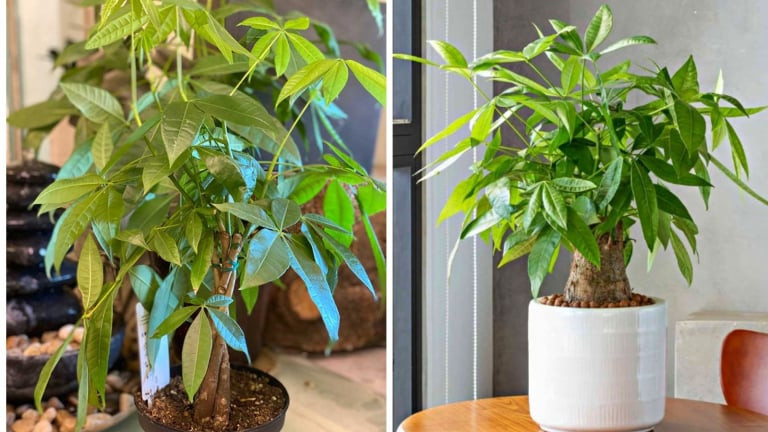 br/> 1. Cây cảnh: Kim ngân. Ngay khi nghe tên cây kim ngân, bạn biết rằng nó có liên quan mật thiết đến sự giàu có. Cành lá xanh tươi của nó giống như những chiếc ô lớn, tràn đầy sức sống. 