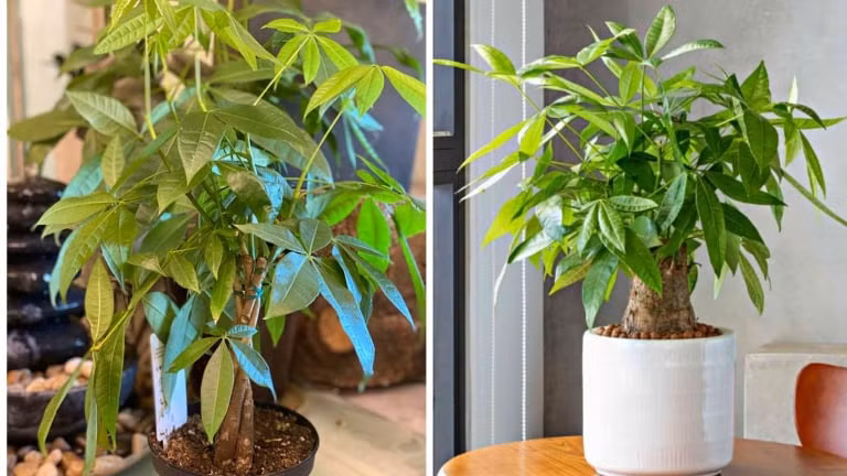 br/> 1. Cây cảnh: Kim ngân. Ngay khi nghe tên cây kim ngân, bạn biết rằng nó có liên quan mật thiết đến sự giàu có. Cành lá xanh tươi của nó giống như những chiếc ô lớn, tràn đầy sức sống. 