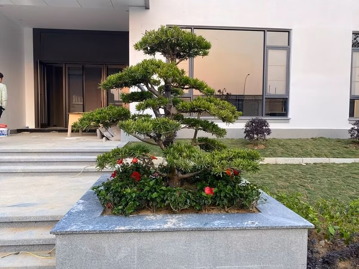 Cây cảnh này phát triển chậm và có tuổi thọ cao. Sau khi cắt tỉa và tạo hình cẩn thận, nó có thể trở thành cảnh quan độc đáo trong sân. Không chỉ đẹp, nó còn tượng trưng cho sự ổn định lâu dài về tài sản của gia đình và thoát khỏi đói nghèo từ thế hệ này sang thế hệ khác. 