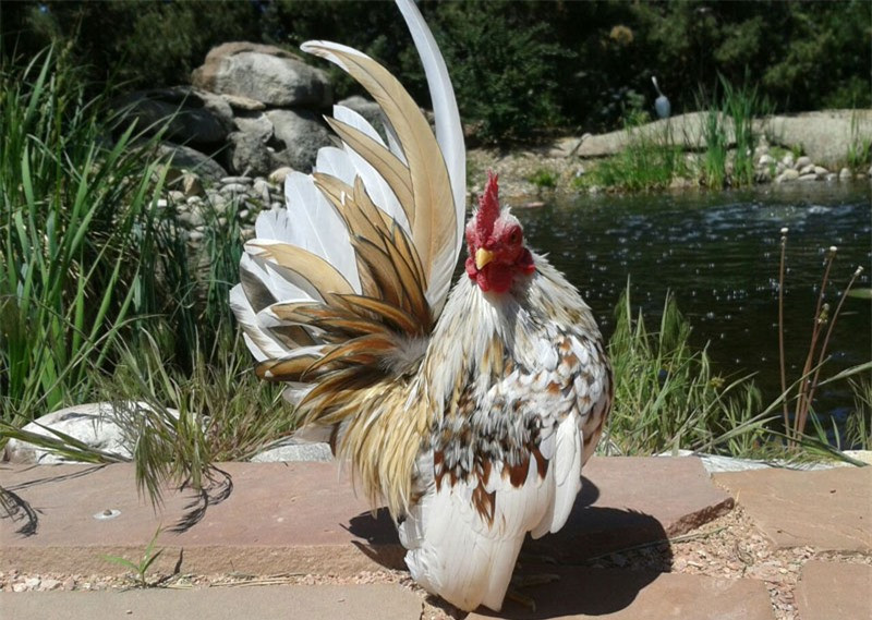 Nhờ bề ngoài sang trọng cùng màu lông sặc sỡ nên gà Serama thường được nuôi để làm cảnh hoặc được xem là thú cưng ở nhiều quốc gia trên thế giới.