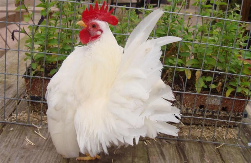 Serama đã được xuất khẩu sang Mỹ và trở thành một giống nội địa tại xứ sở cờ hoa.