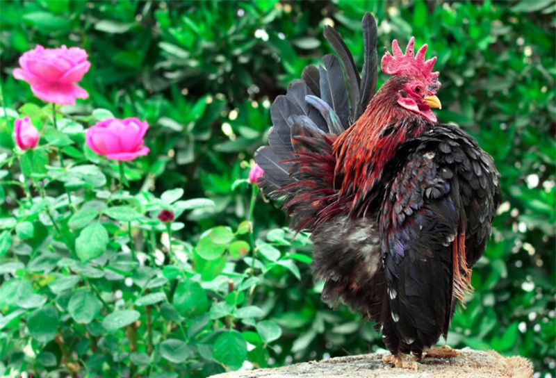 Trọng lượng trung bình của chú gà Serama trưởng thành chỉ từ 300-500g.