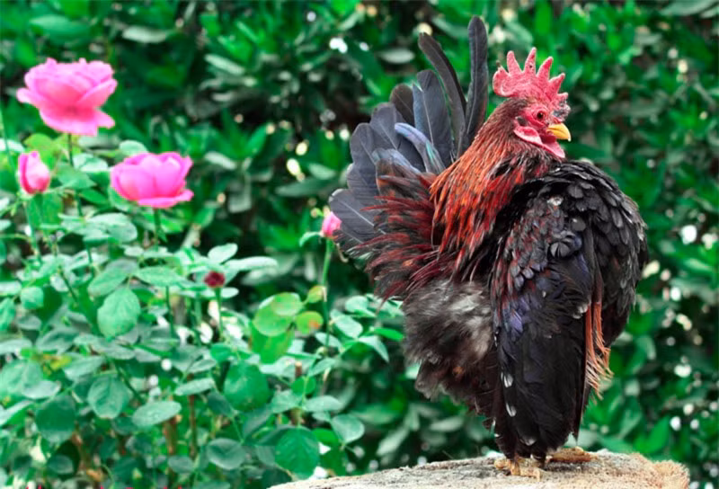 Trọng lượng trung bình của chú gà Serama trưởng thành chỉ từ 300-500g.