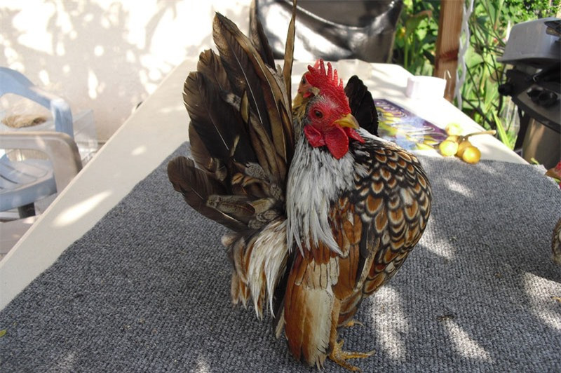 Cũng giống như gà ta, gà Serama có thời gian ấp trứng khoảng 21 ngày.