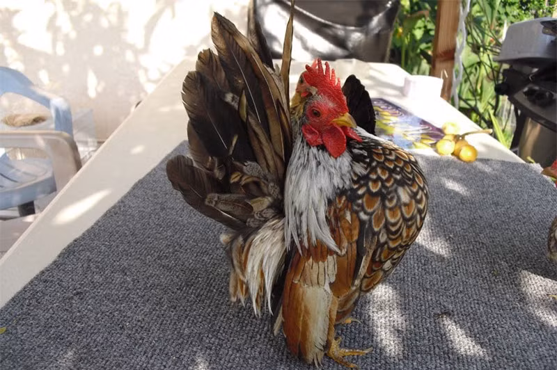 Cũng giống như gà ta, gà Serama có thời gian ấp trứng khoảng 21 ngày.