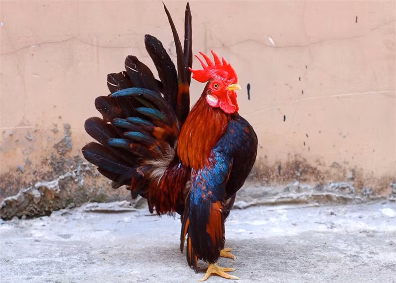 Chú Serama trống.