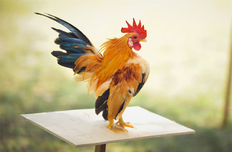 Tại Việt Nam, phong trào nuôi gà Serema cũng rất phát triển trong những năm gần đây.