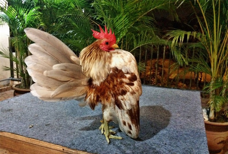 Giống gà có nguồn gốc từ Malaysia và được lai tạo từ hơn 50 năm nay.