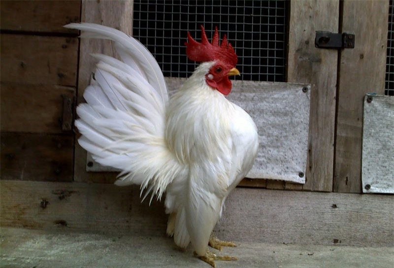 Gà Serama có nhiều tên gọi khác như gà tre Mã Lai, gà thượng lưu, gà vương giả hay gà thành phố.