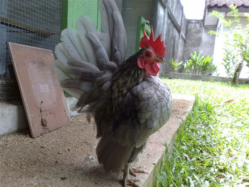 Serama là giống gà tre nhỏ có dáng đứng vương giả với ngực nở, thân hình thon gọn, cánh thẳng, lông đuôi đứng thẳng.