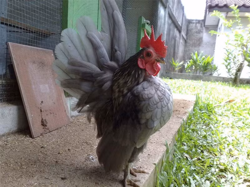 Serama là giống gà tre nhỏ có dáng đứng vương giả với ngực nở, thân hình thon gọn, cánh thẳng, lông đuôi đứng thẳng.