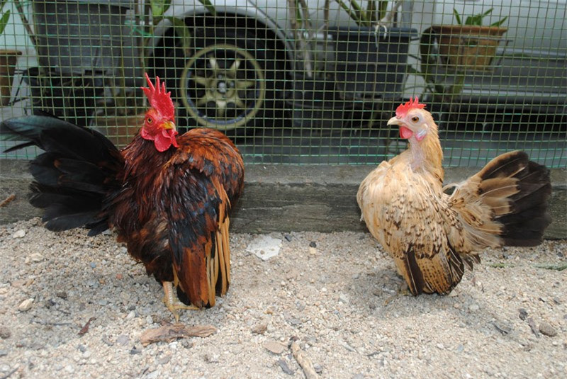 Kể từ khi nở, nó mất khoảng 16-18 tuần để trưởng thành và bắt đầu đẻ trứng.