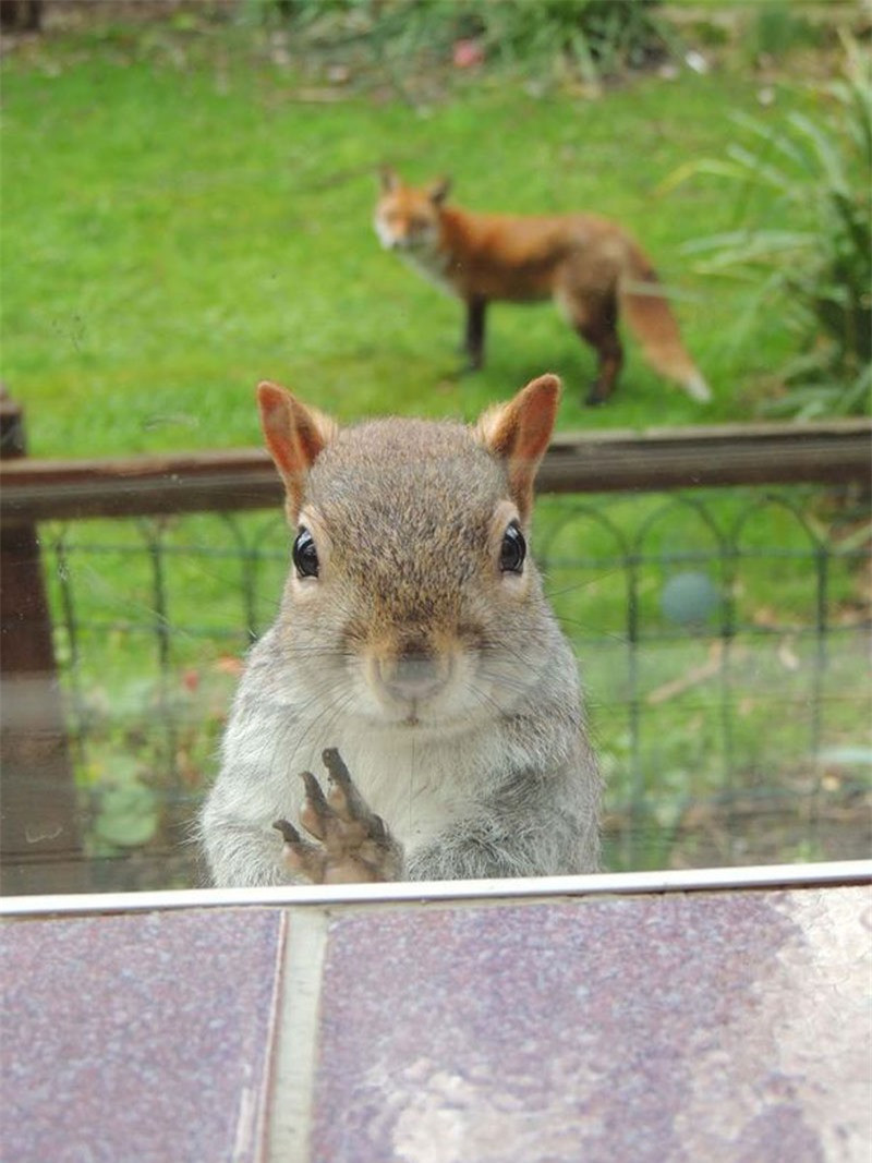 Chú sóc nhỏ giơ tay cầu xin sự giúp đỡ của du khách. Có vẻ như cáo đỏ chán nản vì sự bướng bỉnh của con mồi. 