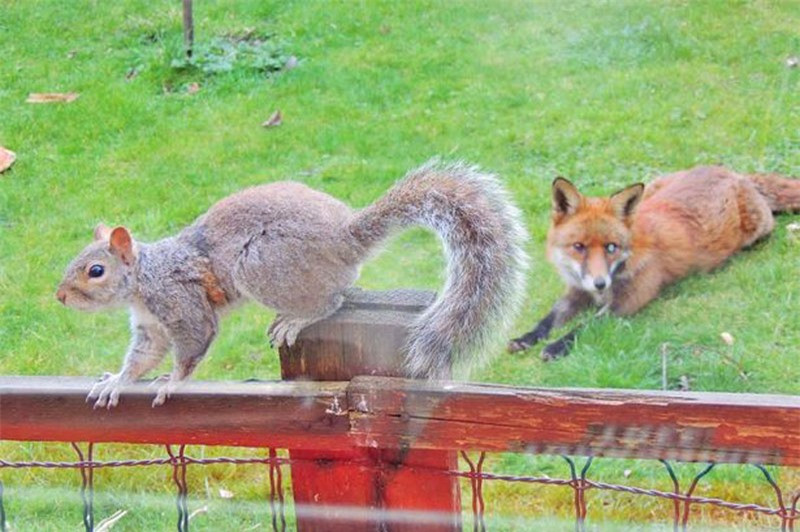Khi phát hiện cáo đỏ có ý muốn giết hại mình, chú sóc nhỏ lập tức nhảy lên hàng rào bảo vệ để né tránh kẻ săn mồi.