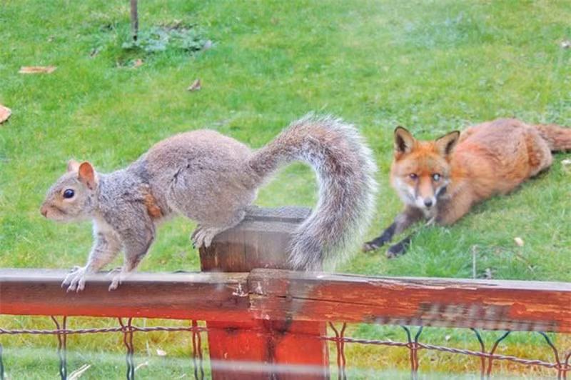 Khi phát hiện cáo đỏ có ý muốn giết hại mình, chú sóc nhỏ lập tức nhảy lên hàng rào bảo vệ để né tránh kẻ săn mồi.
