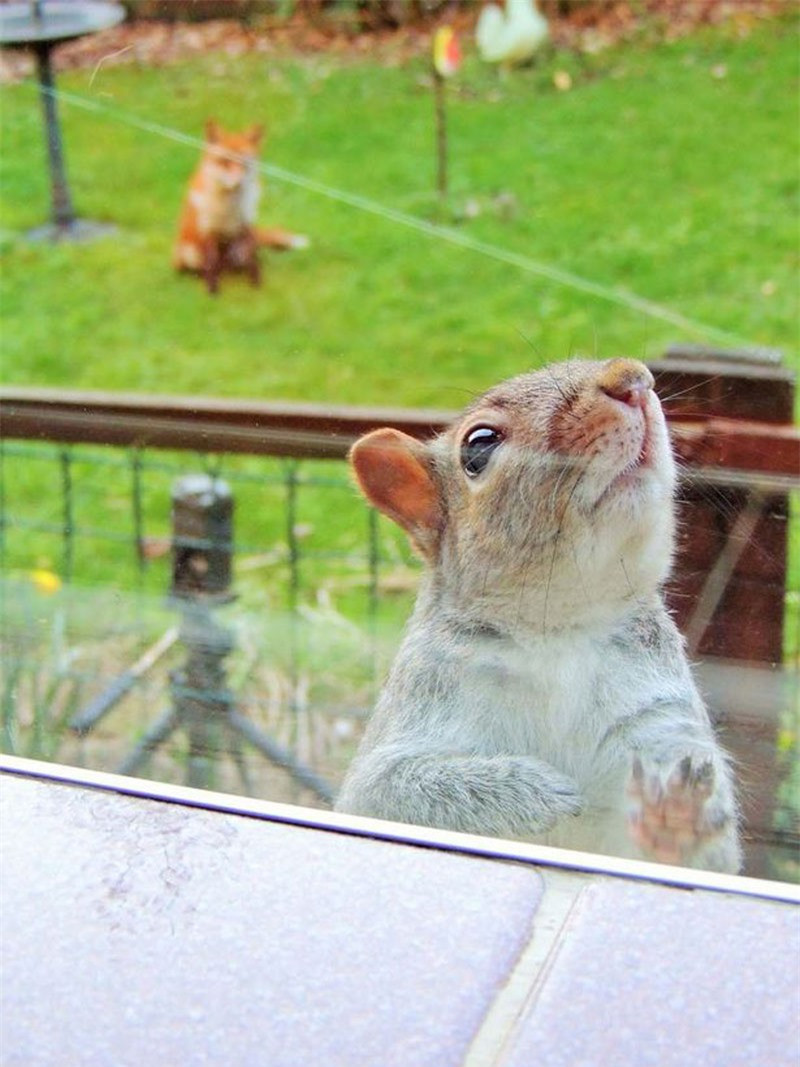 Nó cố gắng thoát thân ra ngoài nhưng vô ích.