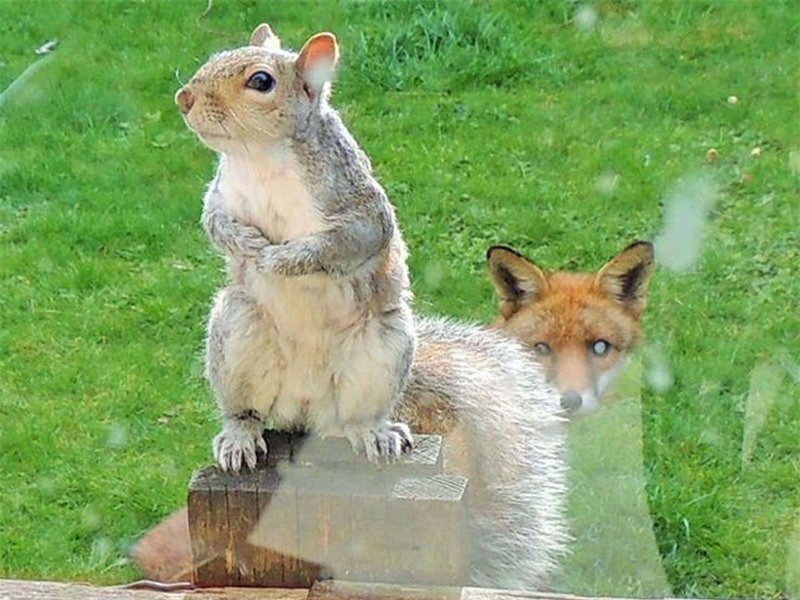 Ánh mắt lo lắng, sợ hãi của chú sóc khi đứng giữa bờ vực giữa sự sống và cái chết.