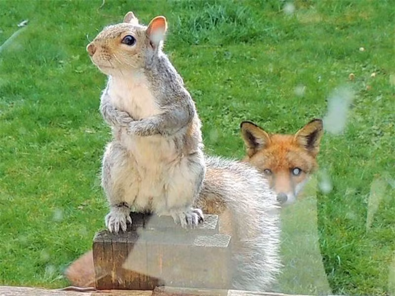 Ánh mắt lo lắng, sợ hãi của chú sóc khi đứng giữa bờ vực giữa sự sống và cái chết.