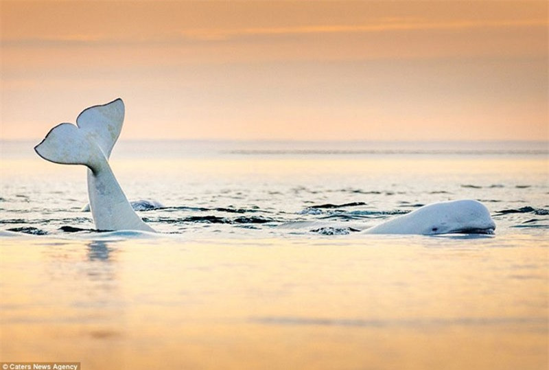 Khoanh khac cap ca voi trang tinh tu ngoai khoi dao Somerset-Hinh-3