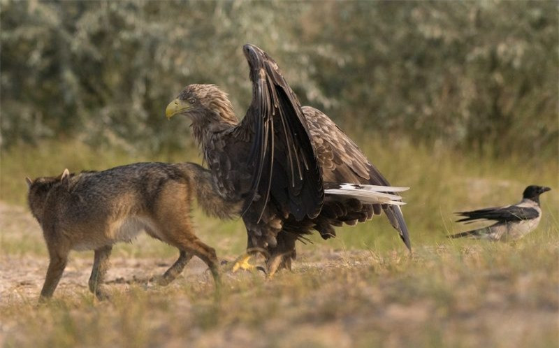 Đại bàng tập kích chó rừng cứu chim nhỏ - Hình 3 Dai bang tap kich cho rung cuu chim nho-Hinh-3