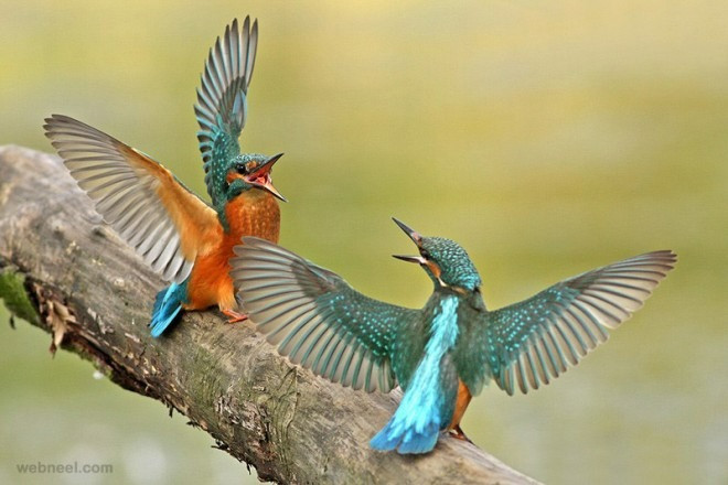 Người sinh tháng Âm lịch này, ý chí kiên cường, chỉ tiến không lùi - Hình 4 Nguoi sinh thang Am lich nay, y chi kien cuong, chi tien khong lui-Hinh-4