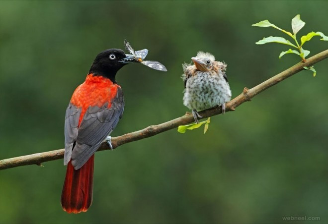 Người sinh tháng Âm lịch này, ý chí kiên cường, chỉ tiến không lùi - Hình 3 Nguoi sinh thang Am lich nay, y chi kien cuong, chi tien khong lui-Hinh-3