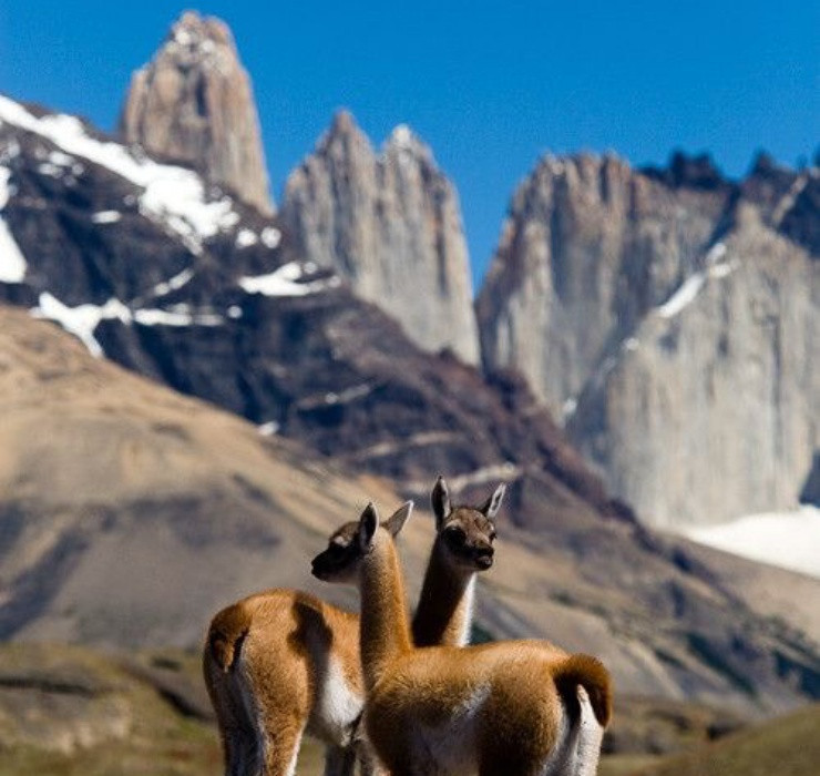 Loài động vật quý giá này có thân hình nhỏ, đôi mắt to ngây thơ như mắt nai và bộ lông màu vàng.
