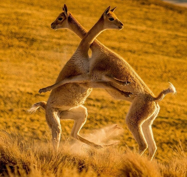 Dù vậy, lông của lạc đà Vicuña vẫn là loại len đắt nhất thế giới bởi mỗi năm, một con lạc đà Vicuña trưởng thành chỉ thu được khoảng 200g đến 500g lông.