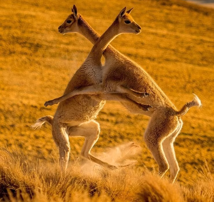 Dù vậy, lông của lạc đà Vicuña vẫn là loại len đắt nhất thế giới bởi mỗi năm, một con lạc đà Vicuña trưởng thành chỉ thu được khoảng 200g đến 500g lông.