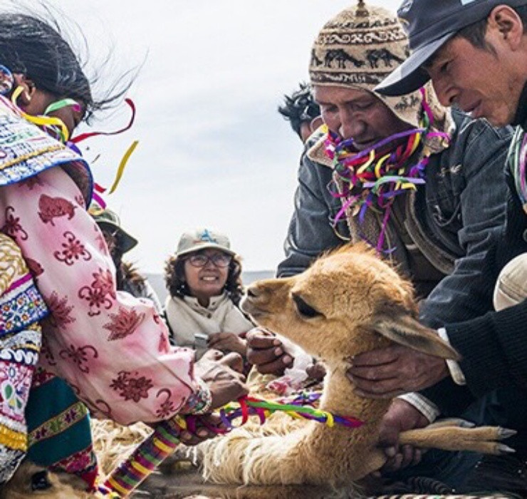Một trong những yếu tố giúp loài này chống chọi với môi trường sống đặc biệt này là nhờ vào lớp lông ấm áp mềm mại, bao gồm các sợi lông tơ xốp, mềm, có tính năng cách điện cực cao.