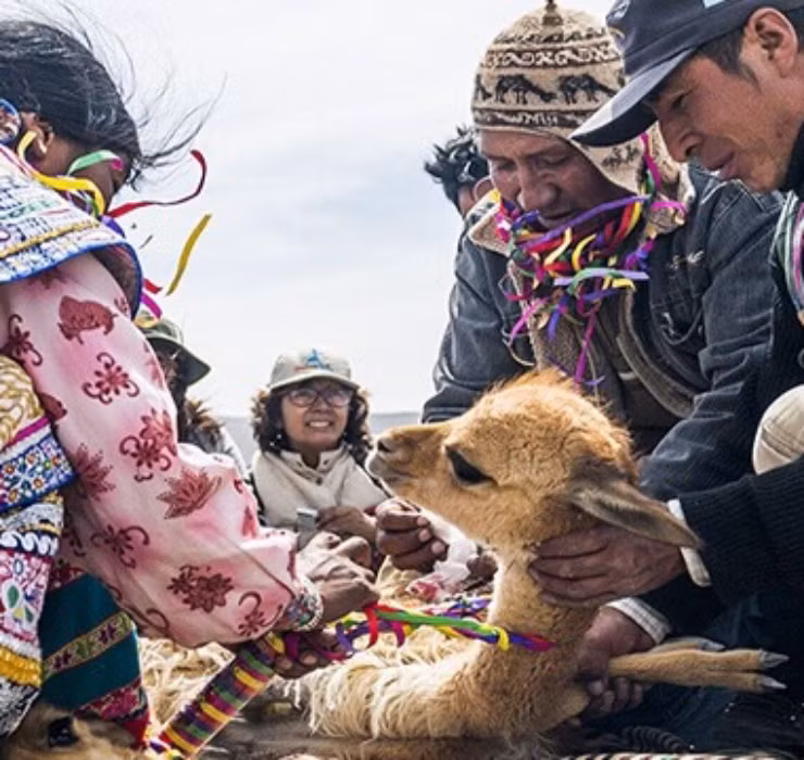 Một trong những yếu tố giúp loài này chống chọi với môi trường sống đặc biệt này là nhờ vào lớp lông ấm áp mềm mại, bao gồm các sợi lông tơ xốp, mềm, có tính năng cách điện cực cao.