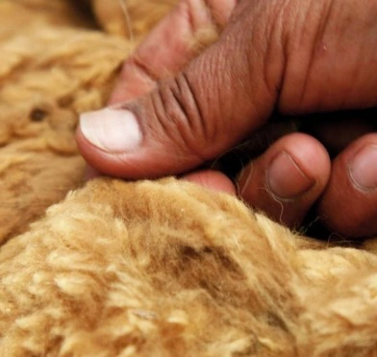 Tuy nhiên, khi thực dân Tây Ban Nha xuất hiện ở Nam Mỹ, họ đã “mờ mắt” trước lợi nhuận và đẩy lạc đà Vicuña vào bờ vực của sự diệt vong.