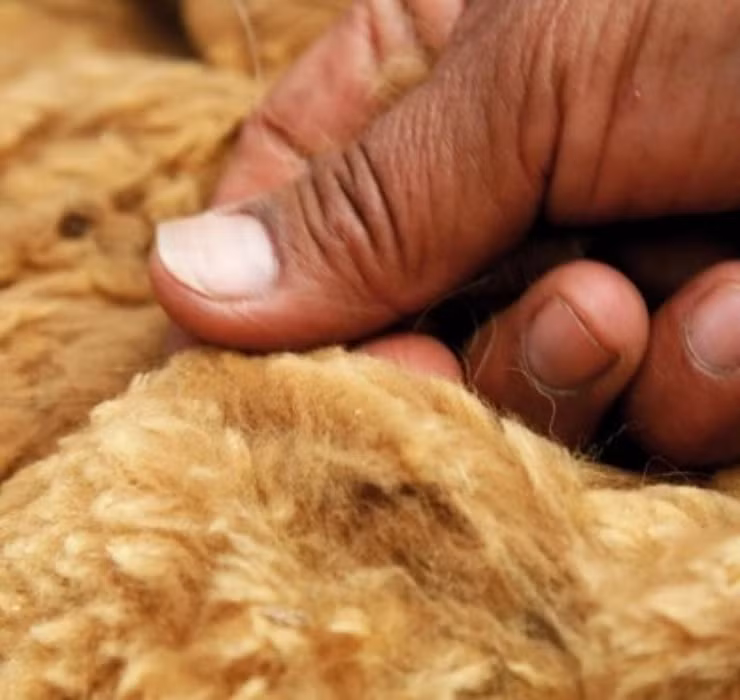 Tuy nhiên, khi thực dân Tây Ban Nha xuất hiện ở Nam Mỹ, họ đã “mờ mắt” trước lợi nhuận và đẩy lạc đà Vicuña vào bờ vực của sự diệt vong.