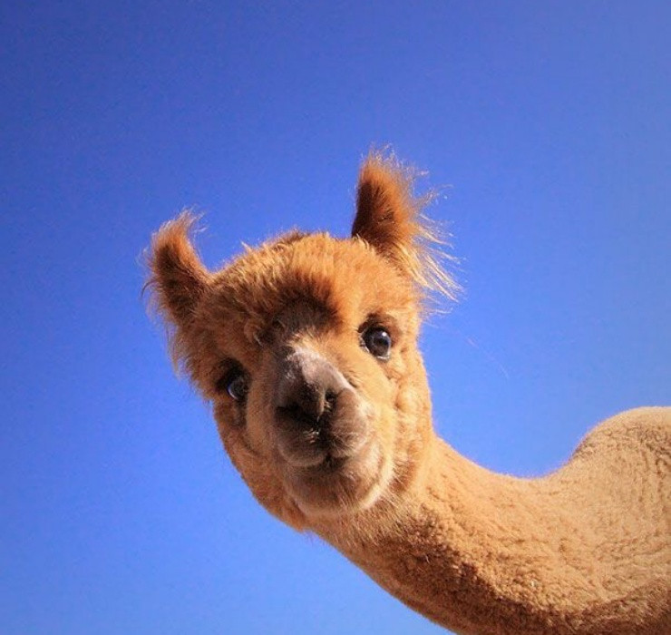 Sau nhiều năm thực hiện bảo tồn, hiện nay số lượng lạc đà Vicuña đã tăng lên khoảng 2 triệu con tại Peru.