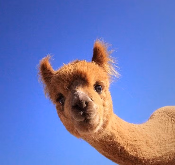 Sau nhiều năm thực hiện bảo tồn, hiện nay số lượng lạc đà Vicuña đã tăng lên khoảng 2 triệu con tại Peru.