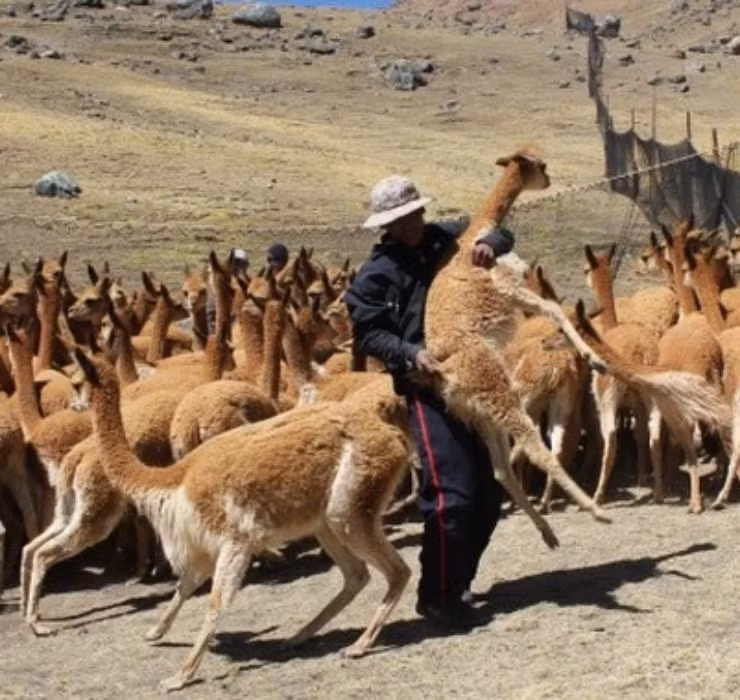 Chính phủ Peru đã phải vào cuộc, đặt ra những chương trình bảo tồn chặt chẽ bậc nhất của thế giới.