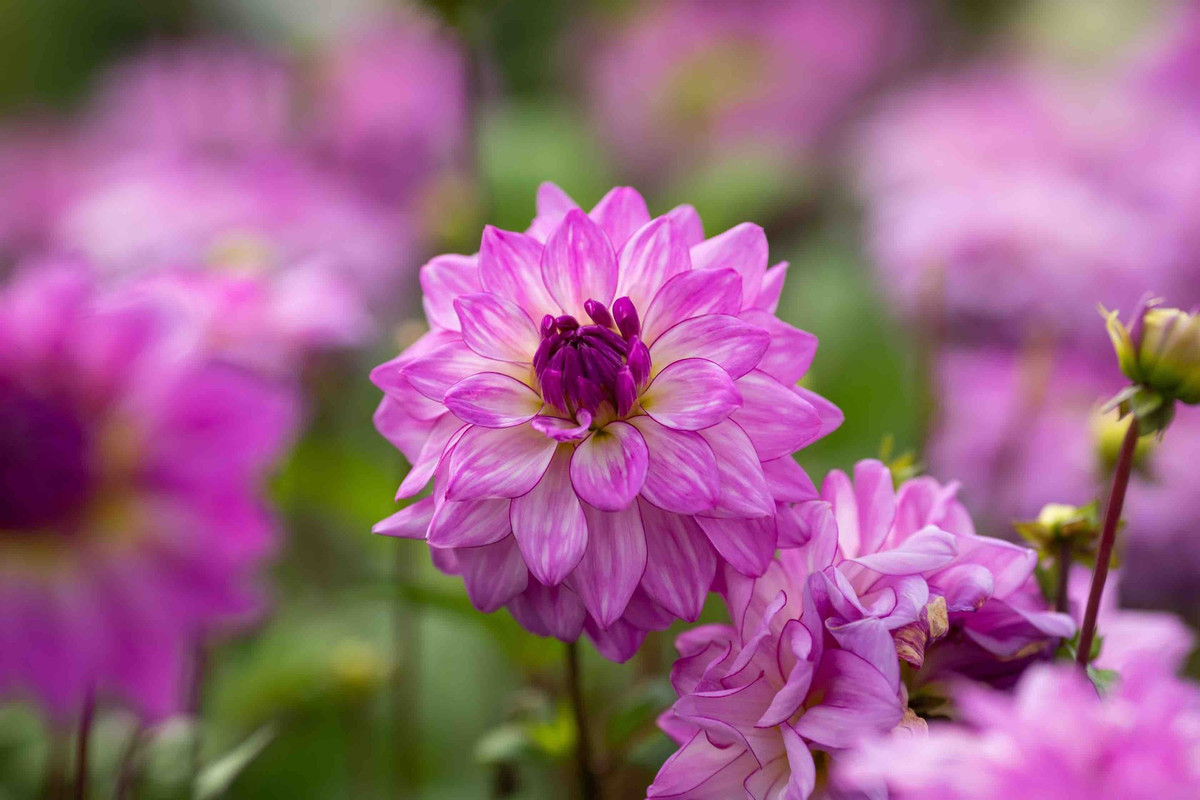 3 con giáp tháng 5 vận khí vượng phát, tháng 6 tin vui đến nhà - Hình 3 3 con giap thang 5 van khi vuong phat, thang 6 tin vui den nha-Hinh-3