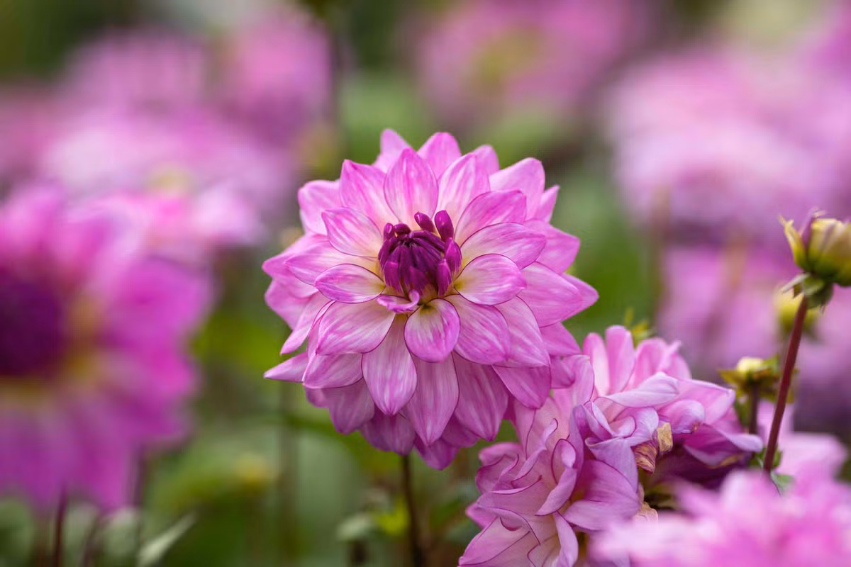 3 con giap thang 5 van khi vuong phat, thang 6 tin vui den nha-Hinh-3