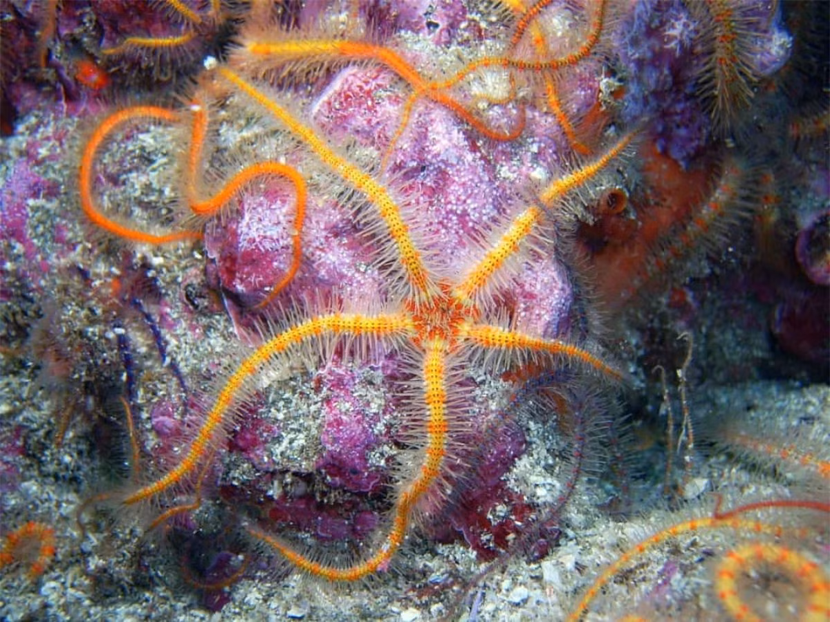 Sao biển đuôi rắn nổi bật với màu sắc rực rỡ, có 5 cánh tay hay phần phụ được gắn vào một vòng tròn trên thân của nó.