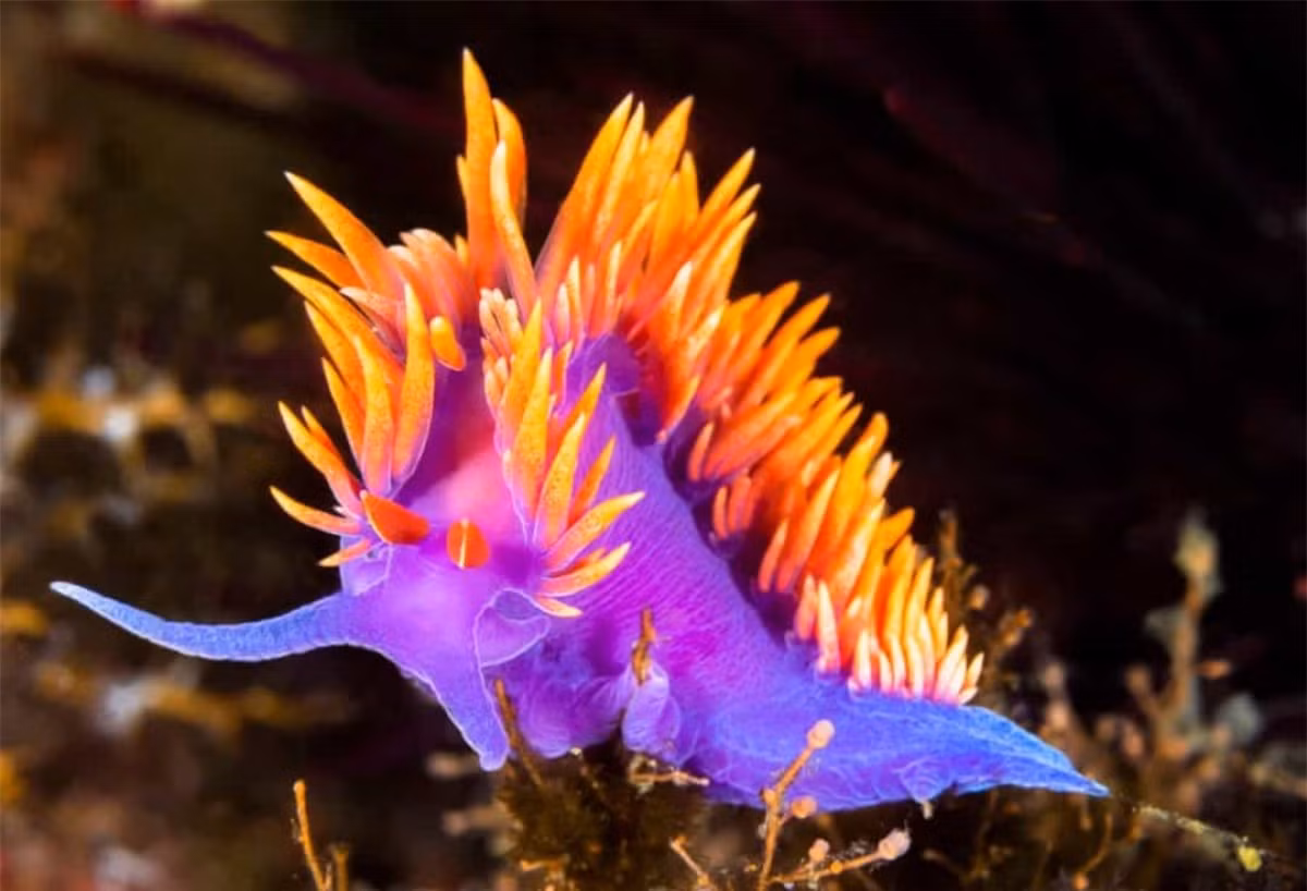 Nudibranch là một loài động vật thân mềm, sống ở vùng biển nhiệt đới và có họ hàng với sên biển. Chúng là một trong số những sinh vật rực rỡ nhất đại dương.