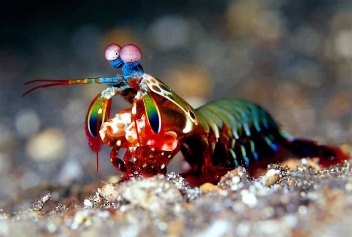 Tôm tít (Mantis shrimp) trông có vẻ đáng yêu nhưng chúng lại có thể thực hiện những cú đấm mạnh hơn đạn bắn, nhanh chóng kết liễu con mồi.