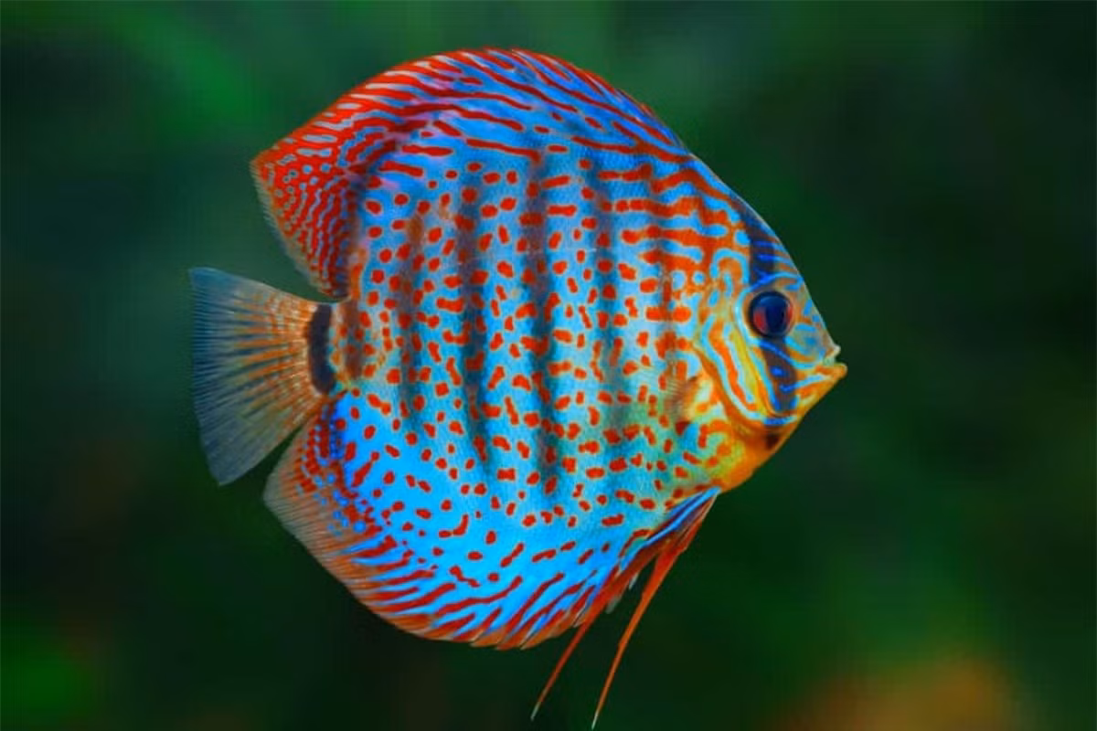 Cá đĩa, còn được gọi là "Ngũ Sắc Thần Tiên" hay "Nhất Đại Mỹ Ngư" tức là cá đẹp nhất trong các loài cá nuôi để làm cảnh. Chúng là loài cá có nguồn gốc ở lưu vực sông Amazon.