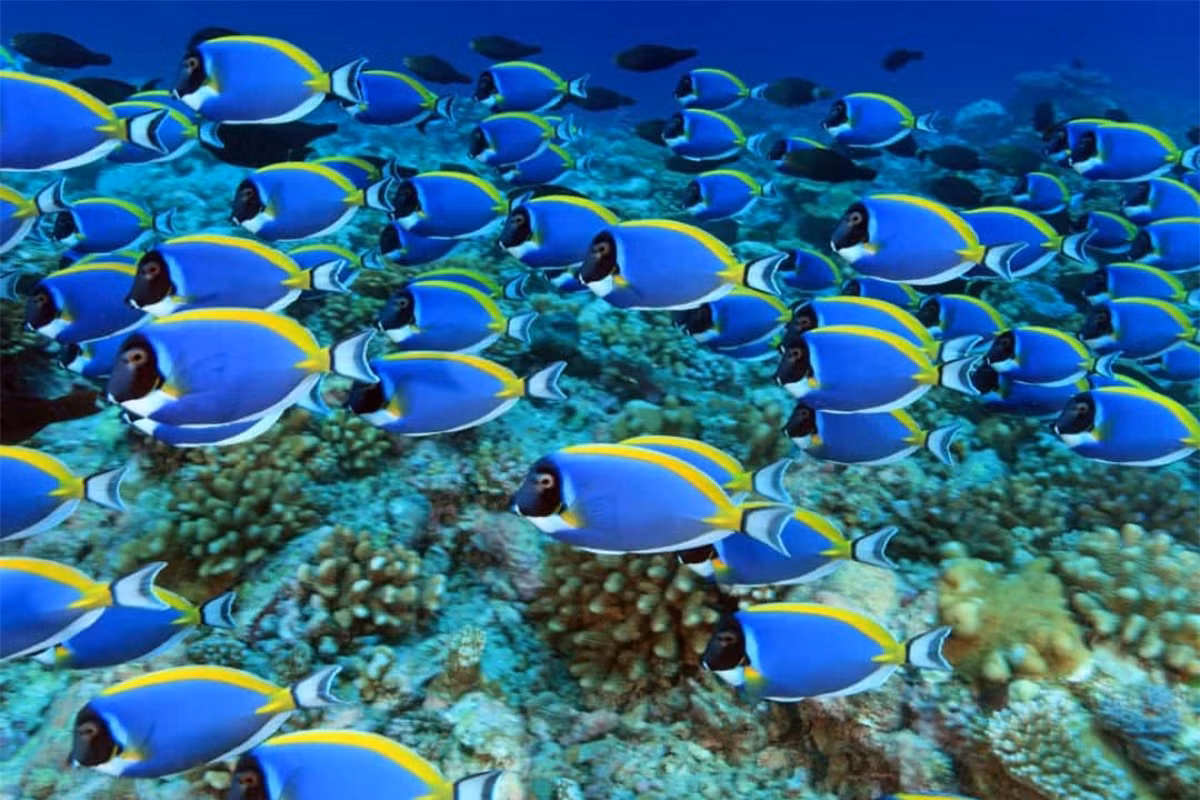 Cá bắp nẻ xanh (Blue Tang) thường có thân hình tròn và phẳng với màu xanh chủ đạo cùng họa tiết màu đen trên thân. Đuôi và vây ngực của chúng có màu vàng. Khi gặp nguy hiểm, cá Blue Tang có thể dùng cặp gai nhọn sắc bén như dao ở hai bên đuôi tấn công đối phương bằng độc tố của chúng.