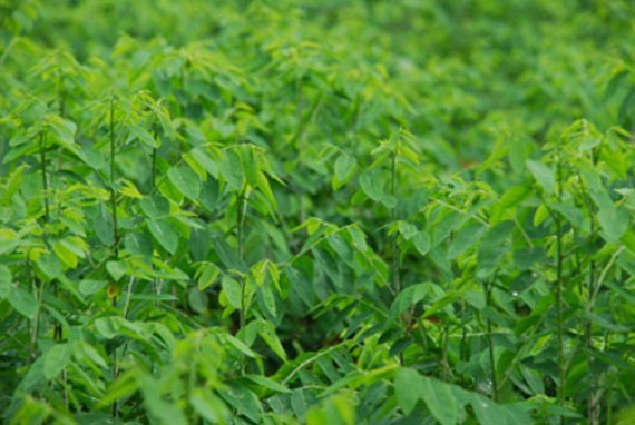 Rau ngót dùng nhiều loại thuốc có độc tính cao