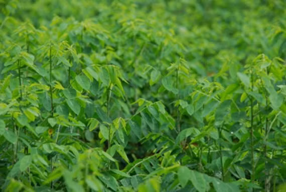 Rau ngót dùng nhiều loại thuốc có độc tính cao