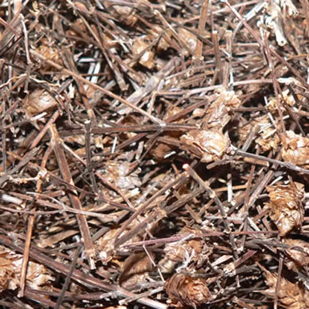 Nặng nhất trong các loại đồ uống được phát hiện lần này đó là nhân trần, thông tin được các cơ quan chức năng cung cấp, nước nhân trần không chỉ nhiễm khuẩn E.coli mà còn nhiễm nhiều chất khác gây nguy hại cho sức khỏe.