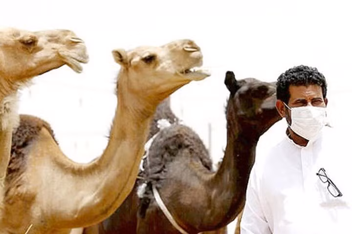 MERS không giống với bệnh cúm hoặc cảm lạnh thường không lây lan, bệnh này lan truyền từ người bị nhiễm sang người sống chung hay những người trực tiếp chăm sóc người bệnh. Ngoài ra, các loại thịt sống hoặc nấu chưa chín và sản phẩm từ sữa lạc đà chưa tiệt trùng là những nguồn lây truyền MERS tới con người.