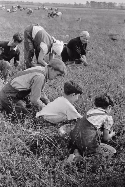 Trẻ em phụ việc cho cha mẹ trên cánh đồng ở Philadelphia, 1938. Ảnh: Arthur Rothstein.